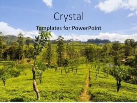 Powerpoint Graphics/animation Green Natural Landscapes Tea Plantation On Sri Lanka PPT Template ...