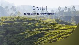  Presentation with plantation - 