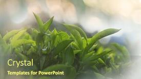  Presentation with plantation - Theme having green-natural-landscapes-tea-plantation background and a tawny brown colored foreground