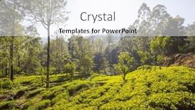  Presentation with plantation - Presentation theme with green-natural-landscapes-tea-plantation background and a pink colored foreground