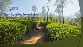  Presentation with plantation - Presentation design with green-natural-landscapes-tea-plantation background and a light blue colored foreground