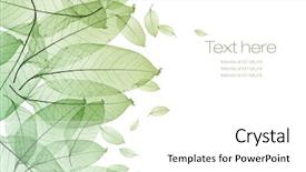  Presentation with green leaf - Audience pleasing presentation consisting of green nature - color leaf isolated backdrop and a white colored foreground