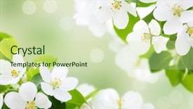  Presentation with cherry blossom - Colorful presentation theme enhanced with green nature - spring cherry blossom backdrop and a  colored foreground