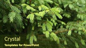  Presentation with needles - Presentation theme having green needles of young fir tree in forest background and a tawny brown colored foreground