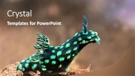  Presentation with snail - PPT theme with green-nembrotha-nudibranch-snail-peers background and a tawny brown colored foreground