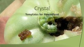  Presentation with caterpillar - Slides having green-noctua-caterpillar-eating background and a mint green colored foreground