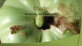  Presentation with caterpillar - Cool new slides with green-noctua-caterpillar-eating backdrop and a mint green colored foreground