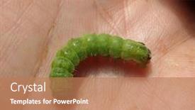  Presentation with caterpillar - Audience pleasing presentation design consisting of green-noctua-caterpillar backdrop and a coral colored foreground