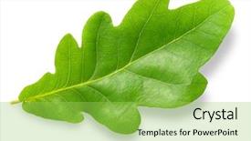  Presentation with oak - Cool new presentation with green oak leaf isolated backdrop and a yellow colored foreground