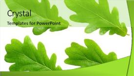  Presentation with white green - PPT layouts having green oak leafs set isolated background and a yellow colored foreground