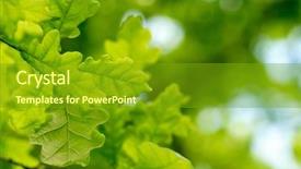  Presentation with green leaves - Audience pleasing PPT layouts consisting of green oak leaves background backdrop and a tawny brown colored foreground