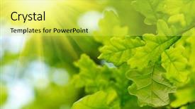  Presentation with tea leaves fresh green leaf - Beautiful presentation theme featuring green oak leaves with sun backdrop and a yellow colored foreground