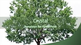  Presentation with oak tree - Presentation having green oak tree isolated background and a tawny brown colored foreground