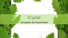  Presentation with environmentally friendly - Slide set with green-oak-tree-leaf-abstract background and a  colored foreground