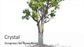  Presentation with tree root - Beautiful PPT layouts featuring green oak tree wit root isolated on white background backdrop and a white colored foreground