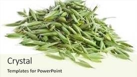  Presentation with oat - Beautiful slide set featuring green oat seeds heap close up isolated on white background backdrop and a blonde colored foreground