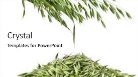  Presentation with oat - Colorful presentation enhanced with green oat seeds pile close up isolated on white background backdrop and a white colored foreground