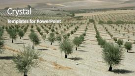  Presentation with olive green - Slides consisting of green olive field in a summer sunny day in spain background and a gray colored foreground