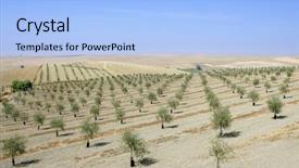  Presentation with olive green - Colorful slides enhanced with green olive field in a summer sunny day in spain backdrop and a light blue colored foreground