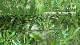  Presentation with olive tree - Presentation design consisting of green-olive-tree-closeup background and a tawny brown colored foreground