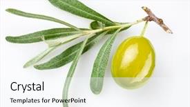  Presentation with olive green - PPT theme featuring green olive background and a cool aqua colored foreground