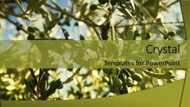  Presentation with olive tree - PPT theme enhanced with green olives on a tree background and a gold colored foreground