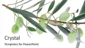  Presentation with shades of olive green - Colorful slide set enhanced with green olives on branch isolated backdrop and a white colored foreground