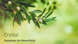  Presentation with olive tree - Presentation design enhanced with green olives tree branches over light green bokeh background fresh ripe berries olive oil production autumn harvest season background and a soft green colored foreground