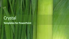  Presentation with onion - Amazing theme having green onion close up backdrop and a forest green colored foreground