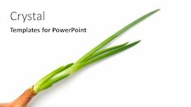  Presentation with onion - PPT theme having green-onion-vegetable-isolated background and a white colored foreground
