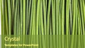  Presentation with green - Slide deck consisting of green onions feathers heap close background and a tawny brown colored foreground