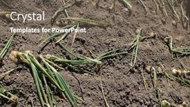 Presentation with vegetable garden - Presentation with green-onions-grow background and a violet colored foreground