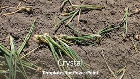  Presentation with vegetable garden - Audience pleasing presentation theme consisting of green-onions-grow backdrop and a violet colored foreground