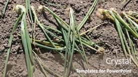  Presentation with vegetable garden - Colorful PPT theme enhanced with green-onions-grow backdrop and a gray colored foreground