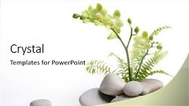  Presentation with green leaf - Beautiful presentation theme featuring green orchid and green fern backdrop and a white colored foreground