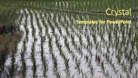  Presentation with paddy field - Presentation design consisting of green-paddy-field-in-west background and a  colored foreground