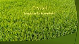  Presentation with rice paddy - Beautiful slide set featuring green paddy rice fields background backdrop and a tawny brown colored foreground