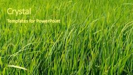  Presentation with rice paddy - Colorful presentation theme enhanced with green paddy rice fields background backdrop and a tawny brown colored foreground