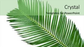  Presentation with light green flourish - Slide set with green palm branch on light background and a seafoam green colored foreground