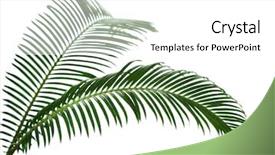  Presentation with light green - Cool new slide deck with green palm branches on light backdrop and a white colored foreground