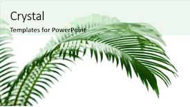  Presentation with light green - Slide set consisting of green palm branches on light background and a mint green colored foreground