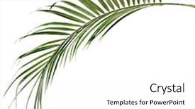  Presentation with date palm - Cool new presentation with green palm leaf close up backdrop and a white colored foreground