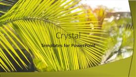  Presentation with green leaf - PPT theme having green-palm-leaf-in-sunlight background and a  colored foreground