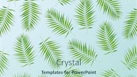  Presentation with palm leaves - Theme having green-palm-leaves-as-background background and a sky blue colored foreground