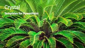  Presentation with palm leaves - Audience pleasing presentation consisting of green palm leaves close up backdrop and a tawny brown colored foreground