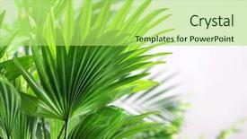  Presentation with palm leaves - Slide deck featuring green palm leaves closeup background and a yellow colored foreground
