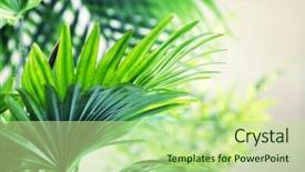  Presentation with palm leaves - Presentation theme with green palm leaves closeup background and a mint green colored foreground