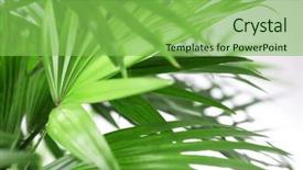  Presentation with palm leaves - Cool new PPT theme with green palm leaves closeup backdrop and a seafoam green colored foreground