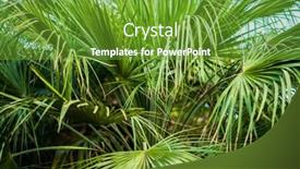  Presentation with palm leaves - Presentation theme consisting of green-palm-leaves-in-jungle background and a tawny brown colored foreground