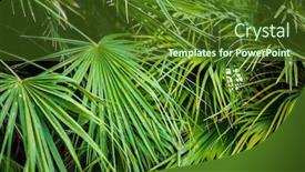  Presentation with palm leaves - Presentation theme enhanced with green-palm-leaves-in-jungle background and a tawny brown colored foreground